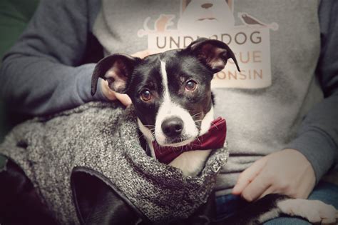 Underdog pet rescue of wisconsin - Our adult dog adoption fee is $350. Our puppy (under 5 mo) is $400. Our senior dog (over 8 yrs) is $250. *Please note that all breeds noted are estimates or best guesses. We very rarely have information on our animals' actual breeds since they often come to the shelters we work with as strays* WI DATCP Licensed Rescue …